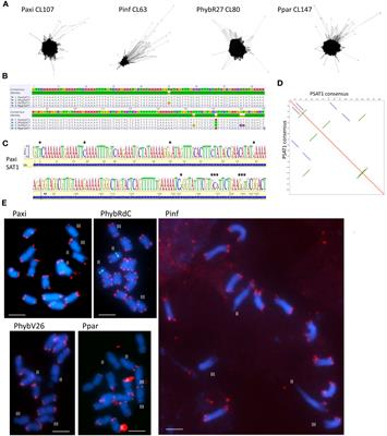 The nature and organization of satellite DNAs in Petunia hybrida, related, and ancestral genomes